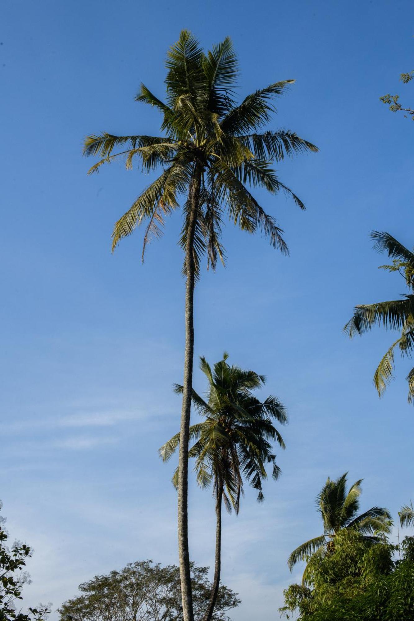 Roots Retreat Hotel Unawatuna Exterior photo